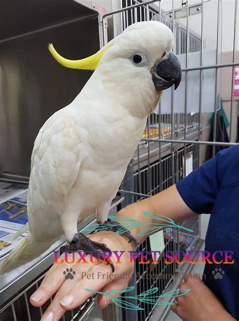 Yellow Crested Cockatoo for sale - Luxury Pet Source - Buy birds online