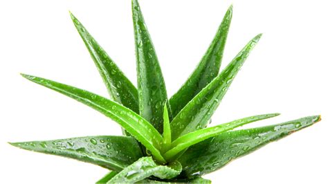 Beneficios de la aloe vera sus propiedades y características FMDOS