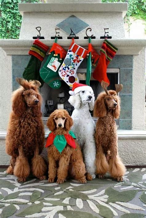 Christmas Poodles I Love Christmas Pinterest Poodles And Christmas