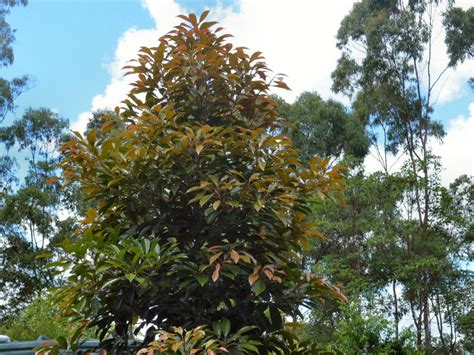 Elaeocarpus Eumundi Eumundi Quandong Gardening With Angus