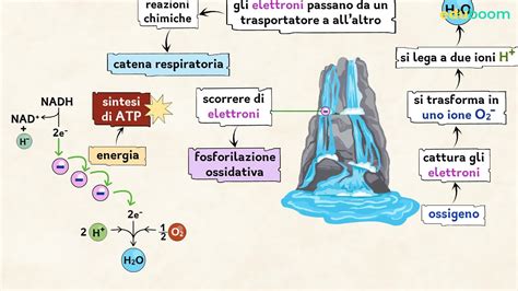 Le Vie Del Metabolismo La Respirazione Cellulare Seconda Parte