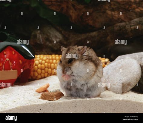 Campbell Hamster Hi Res Stock Photography And Images Alamy