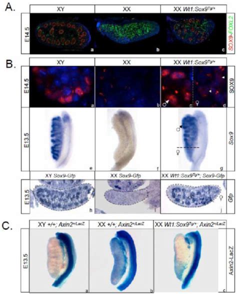 Sox9 Post Transcriptional Regulation In Xx Wt1sox9 Tg Gonads