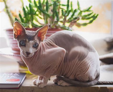 Sphynx Cat Breed Profile Info And Facts World Cat Finder