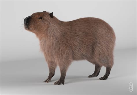 Artstation Capybara