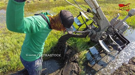 Traktor Sawah Nyingkal Lahan Rumputnya Tebal Kayak Lapangan Bola YouTube