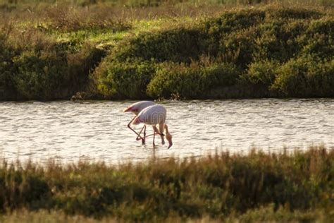 Italia Maremma Toscana Castiglione Della Pescaia Reserva Natural De