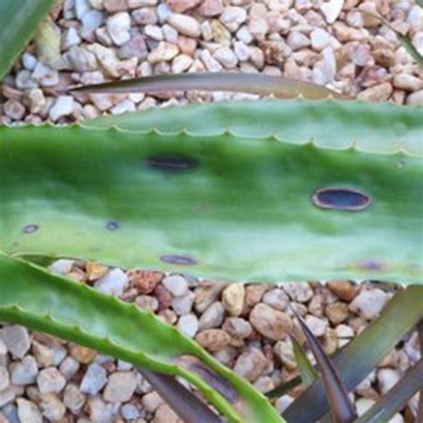 Pests And Diseases Aloe Aloe