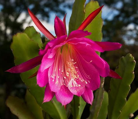 Cuidados del cactus orquídea