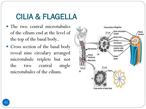 PPT - APICAL SURFACE MODIFICATIONS OF THE CELL PowerPoint Presentation ...