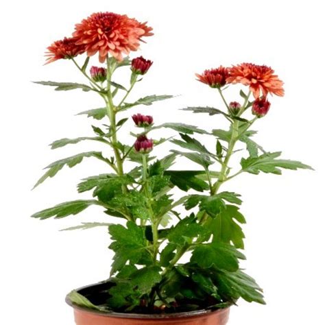 Buy Shevanti Plant (Red) online India at cheap price - plantsguru.com