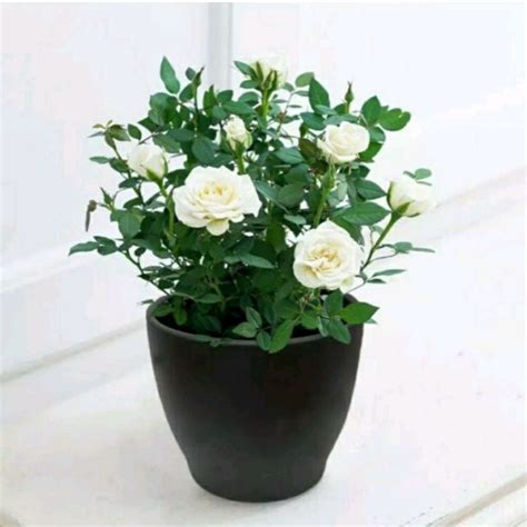 jual bunga suplir hidup daun besar terbaru jun  lazadacoid