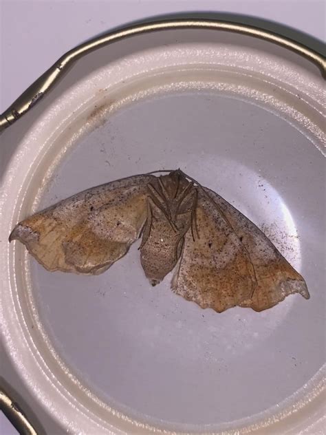 Lepidoptera Identification; Central New Jersey : r/whatsthisbug