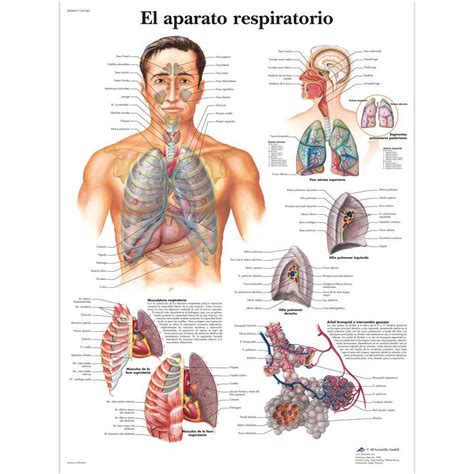 Sistema Respiratorio rompecabezas en línea