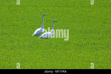 Whooper Swan Couple Flying Cygnus Cygnus Landing Japan Swan