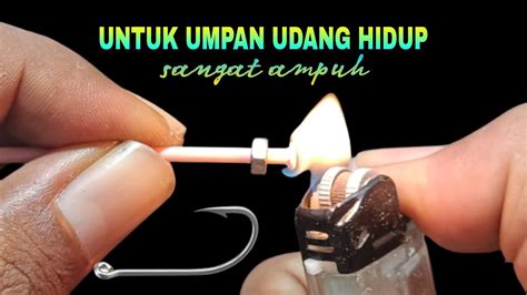 Rangkaian Pancing Dasaran Umpan Udang Hidup Paling Ampuh Youtube