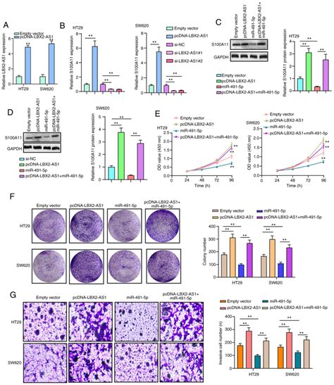 Elk1‑mediated Upregulation Of Lncrna Lbx2‑as1 Facilitates Cell