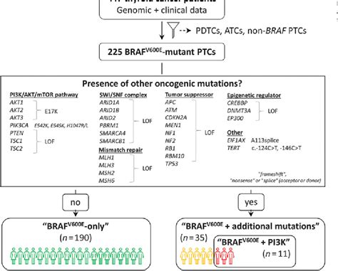 Figure 1 From Oncogenic Mutations In Pi3kaktmtor Pathway Effectors