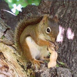 How to Make Squirrel Food | Squirrel food, Squirrel pictures, Squirrel