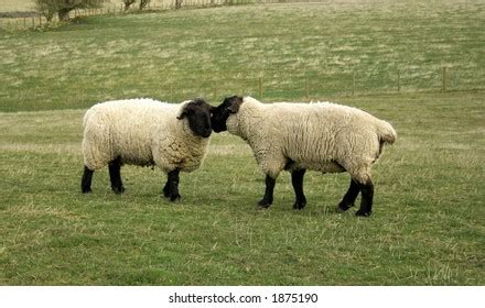 black face rams nuzzel upto stock photo edit