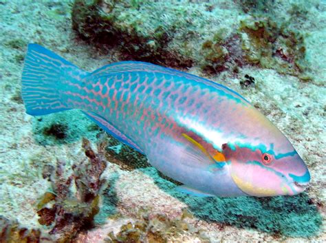 Striped Parrotfish - Scarus iseri - Grand Cayman - Photo 5 - Tropical Reefs