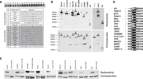 Specificity Analysis Based Identification Of New Methylation Targets Of