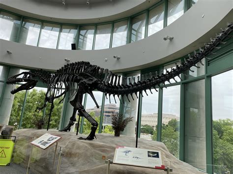 Acrocanthosaurus Skeleton