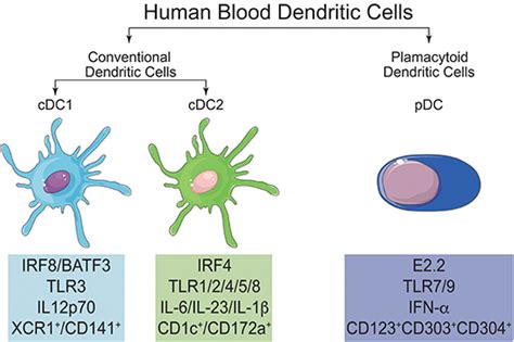 Frontiers Human Dendritic Cells Their Heterogeneity And Clinical