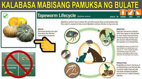 Likas Na Paraan Para Maalis Ang Mga Bulate Sa Bituka Ng Aso Home