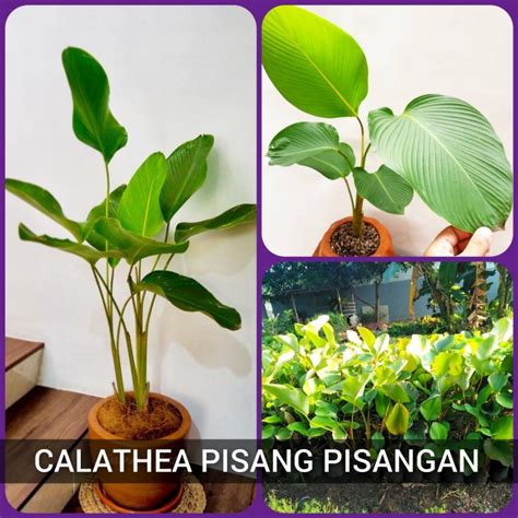 Jual Tanaman Hias Pisang Calathea Pisang Pisangan Kalatea Ee44 Shopee