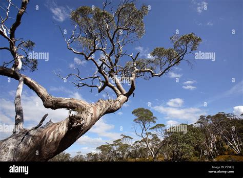 Gum Tree On The Overland Track Cradle Mt Lake St Clair National Park