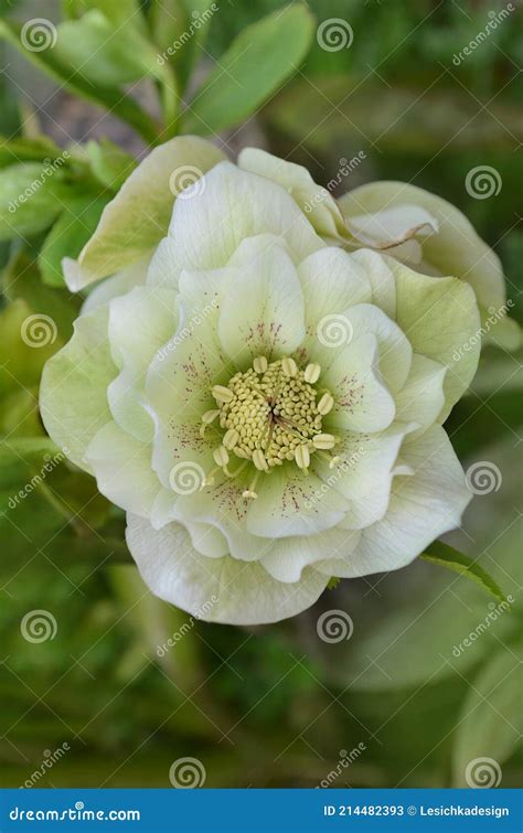 Hybrid Hellebore White Or Snow Rose In The Garden White Hellebore