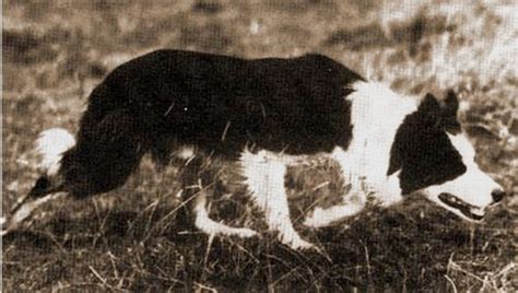 De Oorsprong En Geschiedenis Van De Border Collie