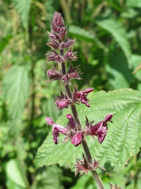 Stachys Sylvatica It Yara Otu Pixabay De Cretsiz Foto Raf Pixabay