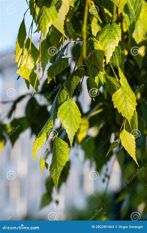 Young Leaves Of A Silver Birch Tree Betula Pendula In Spring Stock