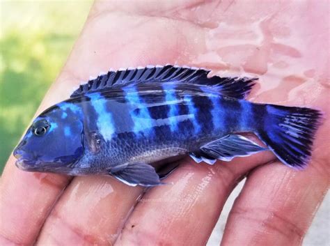 Demasoni Cichlid For Sale Online - Tanganyika Cichlids For Sale In India