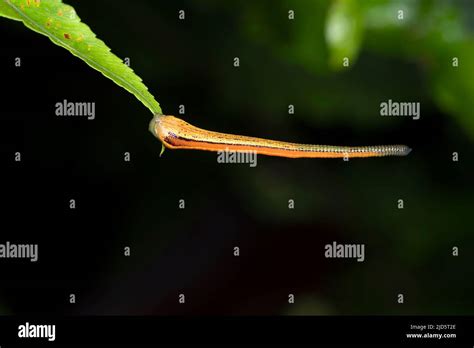 Tiger Leech Haemadipsa Picta From Deramakot Forest Reserve Sabah