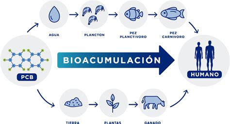 Sustancias Bio Acumuladas Que Contaminan El Ambiente Mind Map