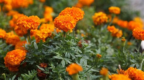 Are Marigolds Annual Biennial Or Perennial Plants