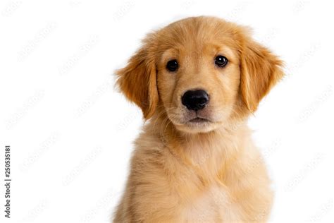 cute puppy face on a white background Stock Photo | Adobe Stock