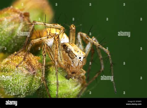 Oxyopes Sp Hi Res Stock Photography And Images Alamy