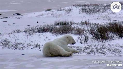 Live polar bear cam now allows viewers to take snapshots – Winnipeg ...