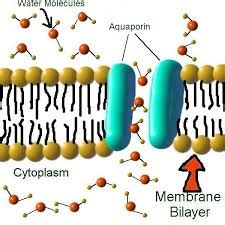 Cell Membrane Other Quizizz