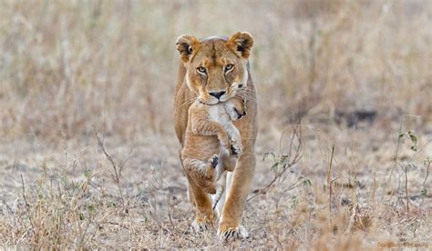 Serengeti, Ngorongoro - Tanzania Wildlife Photography Tour