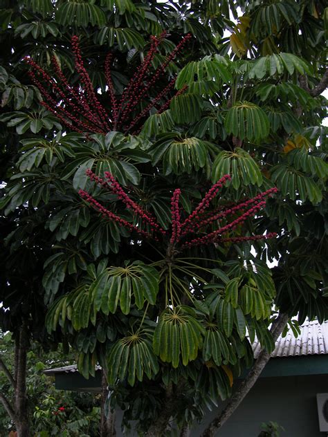 Umbrella Tree Woes Well Known Houseplants Part Company Science Talk