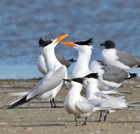Pictures And Information On Royal Tern