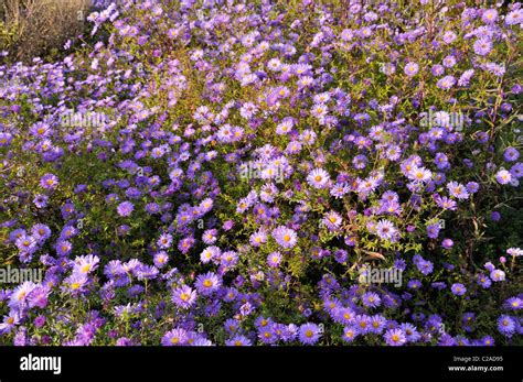 Bushy Aster Aster Dumosus Lady In Blue Stock Photo Alamy