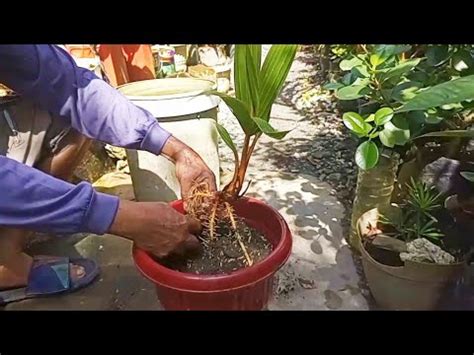 Langkah Tepat Mengganti Media Tanam Bonsai Kelapa Youtube