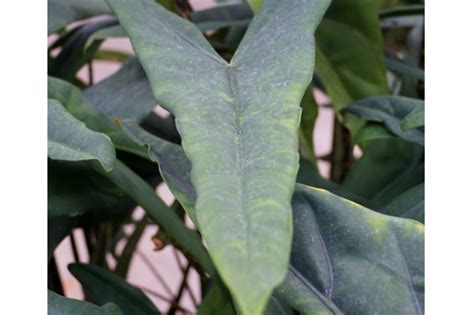 Alocasia Zebrina Hojas Amarillas Huerto En Casa