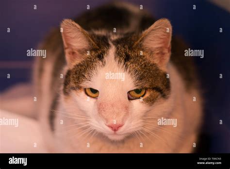 Osteosarcoma Stock Photos And Osteosarcoma Stock Images Alamy